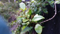 Alyxia stellata