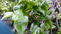 Alyxia stellata