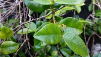 Alyxia stellata