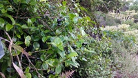 Alyxia stellata
