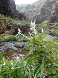 Hippobroma longiflora