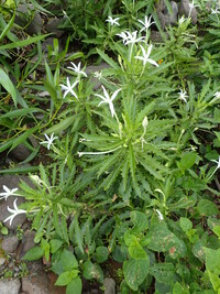 Hippobroma longiflora
