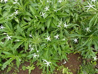 Hippobroma longiflora