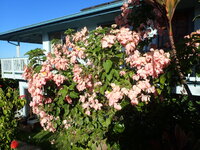 Mussaenda hybrid