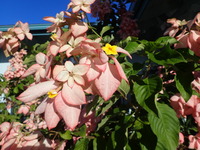 Mussaenda hybrid