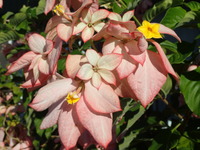 Mussaenda hybrid