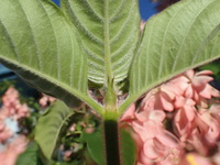 Mussaenda hybrid