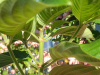 Mussaenda hybrid