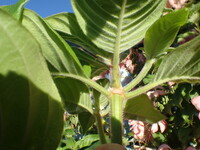 Mussaenda hybrid