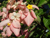 Mussaenda hybrid