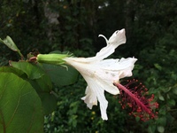 Hibiscus waimeae subsp. waimeae