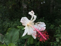 Hibiscus waimeae subsp. waimeae