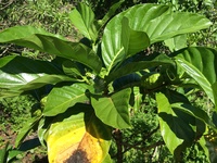 Morinda citrifolia