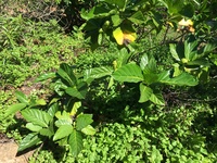 Morinda citrifolia