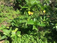 Morinda citrifolia
