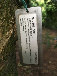 Morinda citrifolia