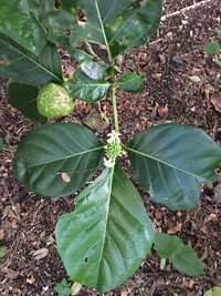 Morinda citrifolia