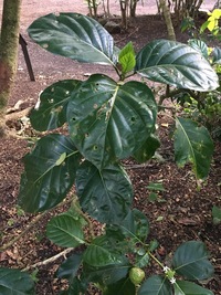 Morinda citrifolia