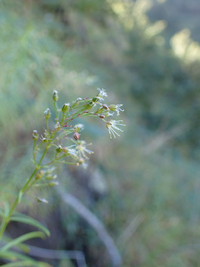 Schiedea spergulina