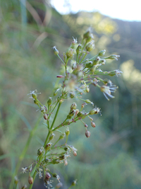 Schiedea spergulina