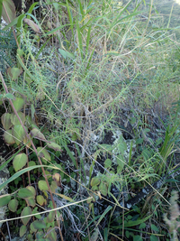 Schiedea spergulina