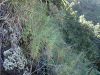Schiedea spergulina