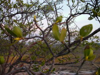 Gardenia sp.