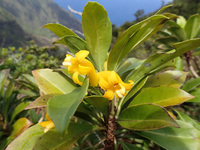Scaevola glabra