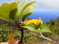Scaevola glabra