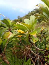 Scaevola glabra