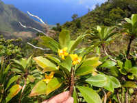 Scaevola glabra