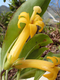 Scaevola glabra