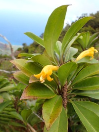 Scaevola glabra