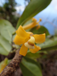 Scaevola glabra