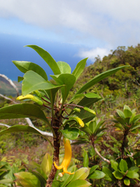 Scaevola glabra