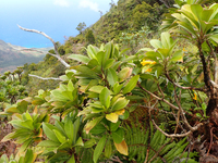 Scaevola glabra