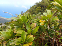 Scaevola glabra