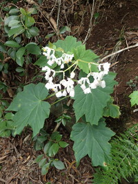 Hillebrandia sandwicensis