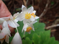 Hillebrandia sandwicensis