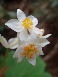 Hillebrandia sandwicensis