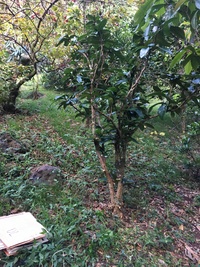Tambourissa tau