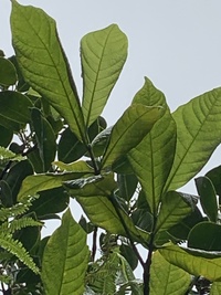 Gardenia remyi