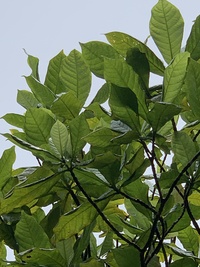 Gardenia remyi