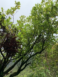 Gardenia remyi
