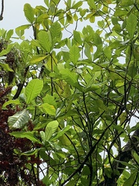 Gardenia remyi
