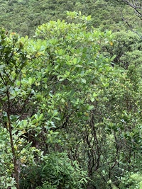 Gardenia remyi
