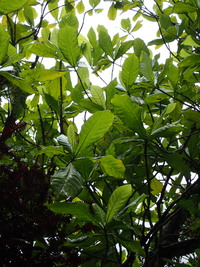 Gardenia remyi