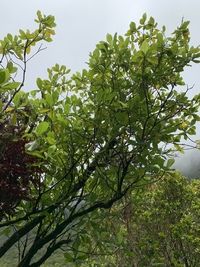 Gardenia remyi