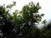 Gardenia remyi
