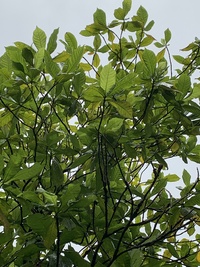 Gardenia remyi